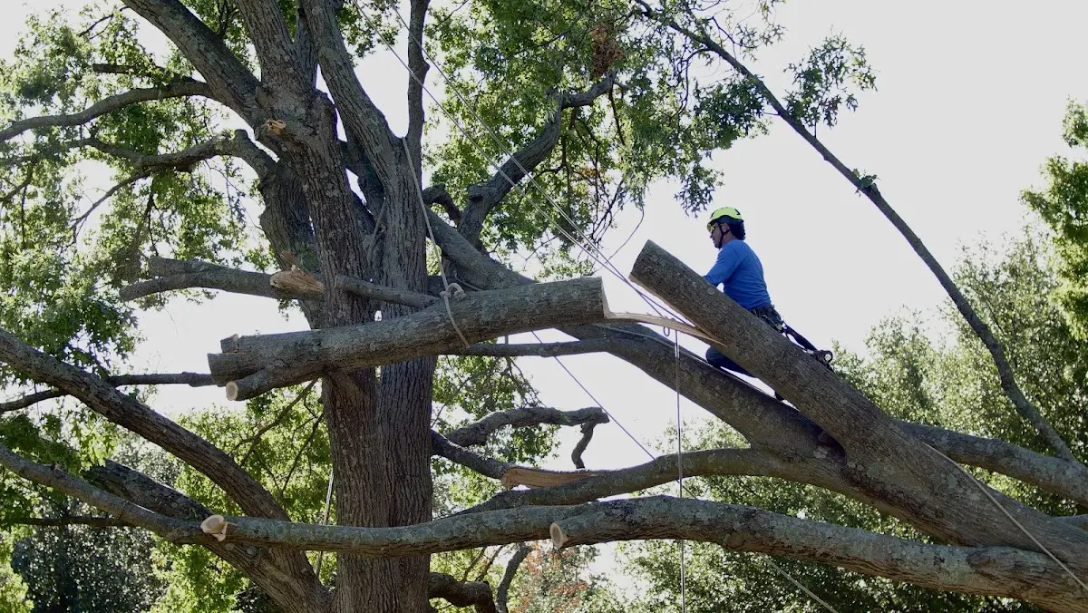 Professional Hazardous Tree Removal performed by certified arborists in Plush