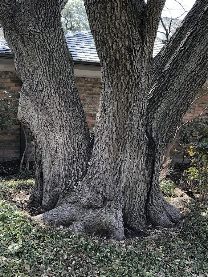 Mature heritage tree close to a Plush property cared for by certified arborists