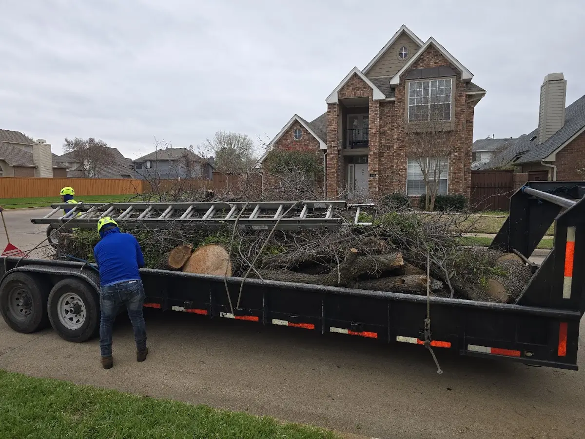 Expert Tree Pest Control with proper safety equipment in Plush
